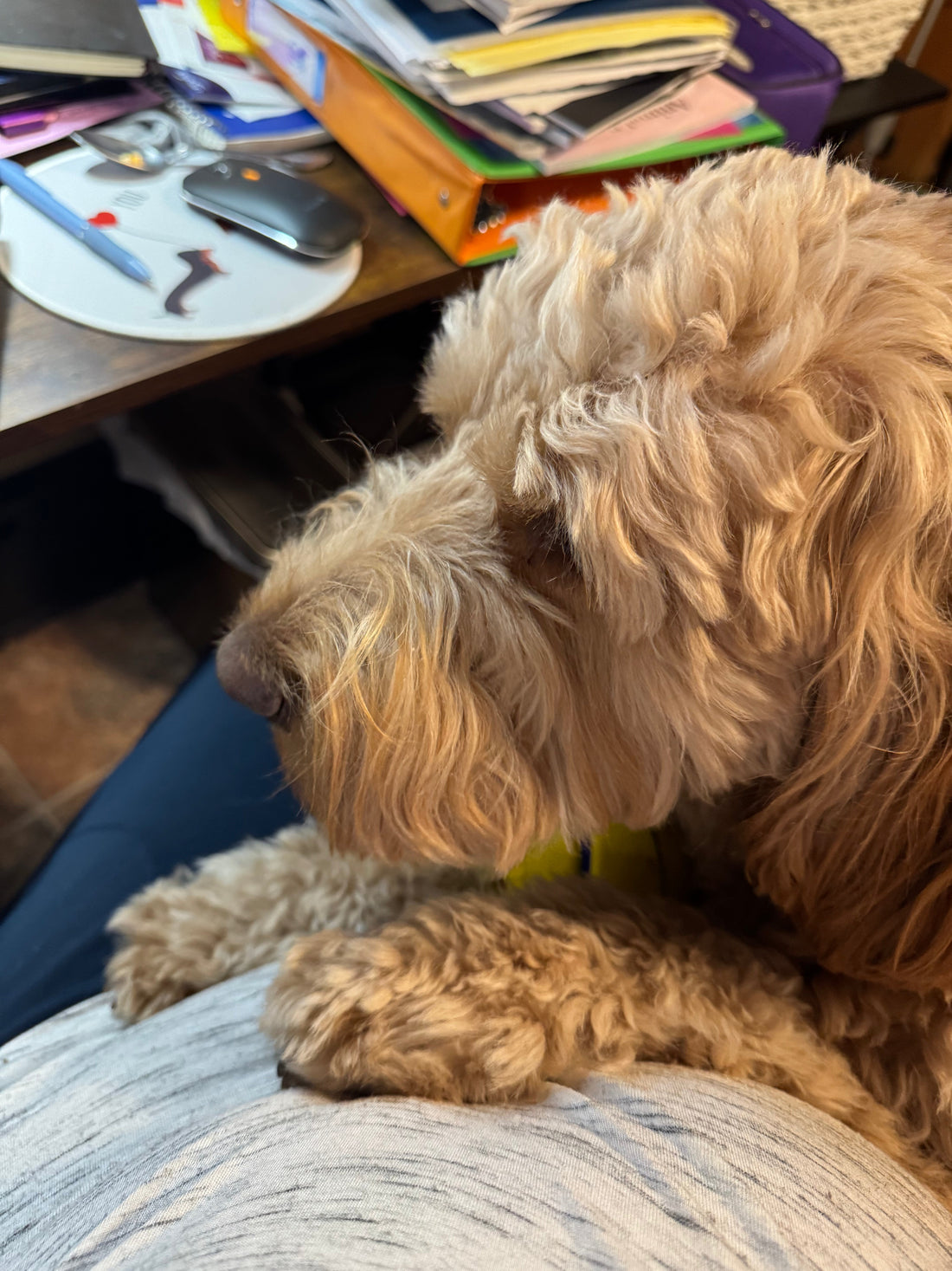 The Healing Power of Pets | How Pets Support Our Emotional Wellness